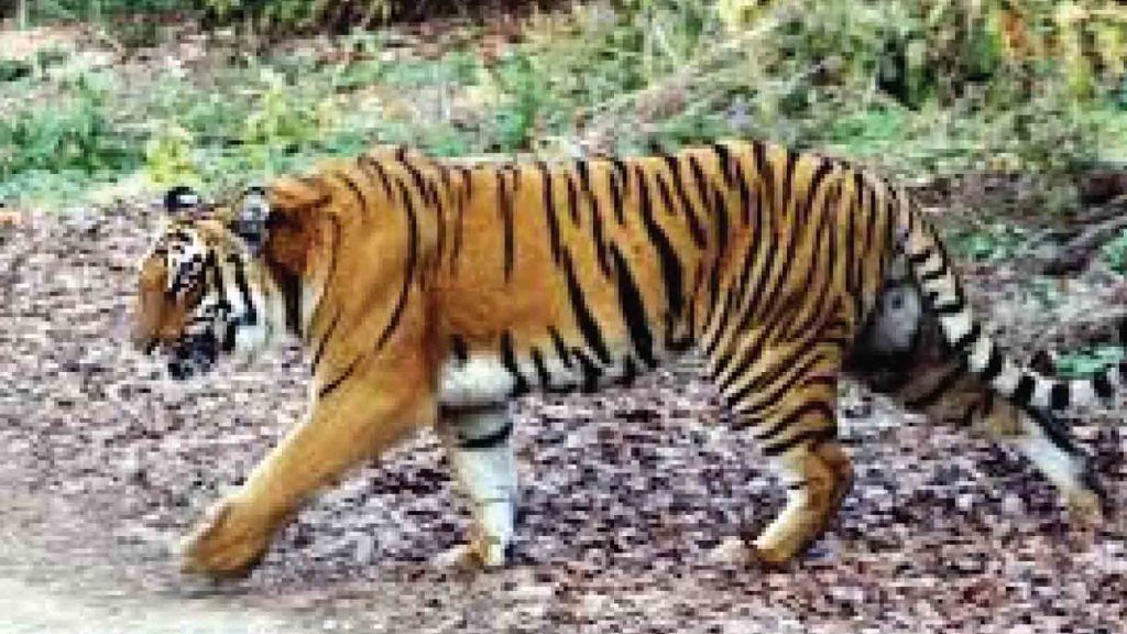 5th tiger reserve set to create in Tamil Nadu