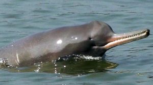 Dolphins in Ganga