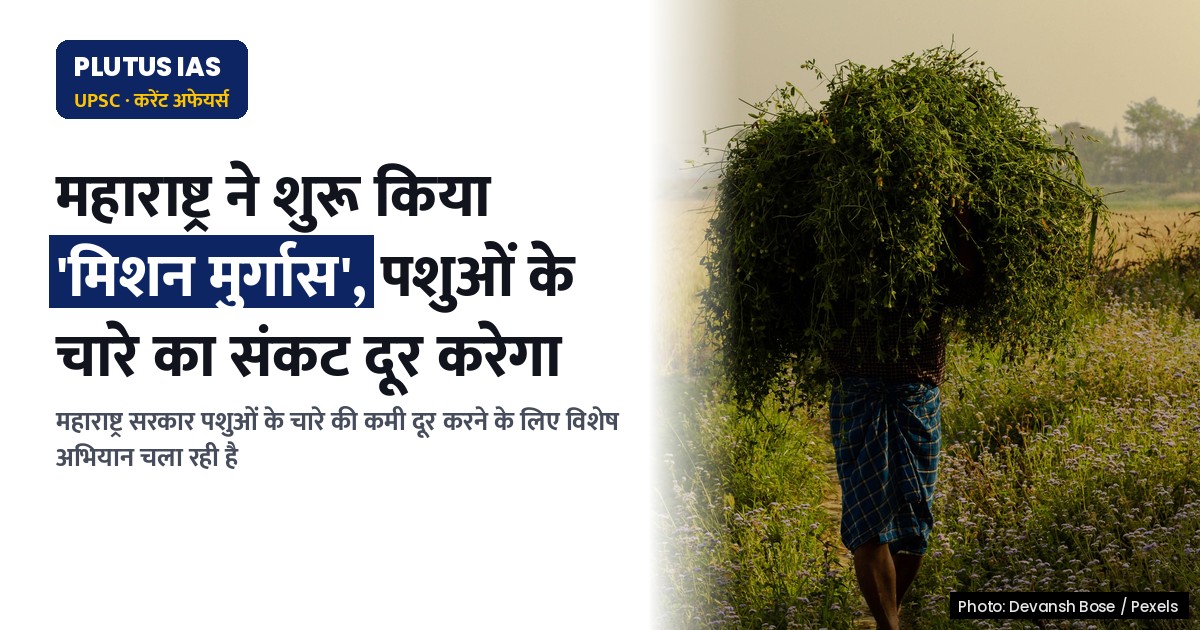 महाराष्ट्र सरकार ने 'मिशन मुर्गास' शुरू किया, जानें कैसे होगा पशुओं का चारा संकट दूर