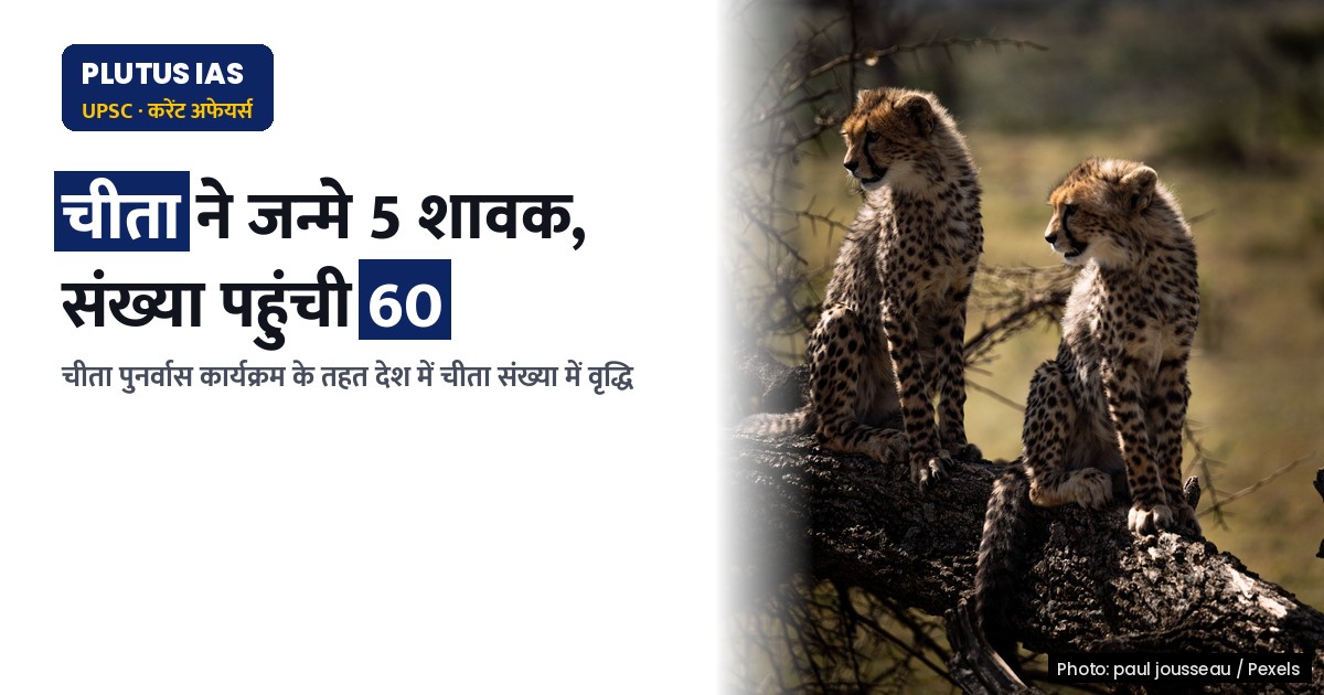 कुनो राष्ट्रीय उद्यान में चीता ने जन्मे 5 स्वस्थ शावक, भारत में चीता संख्या पहुंची 60