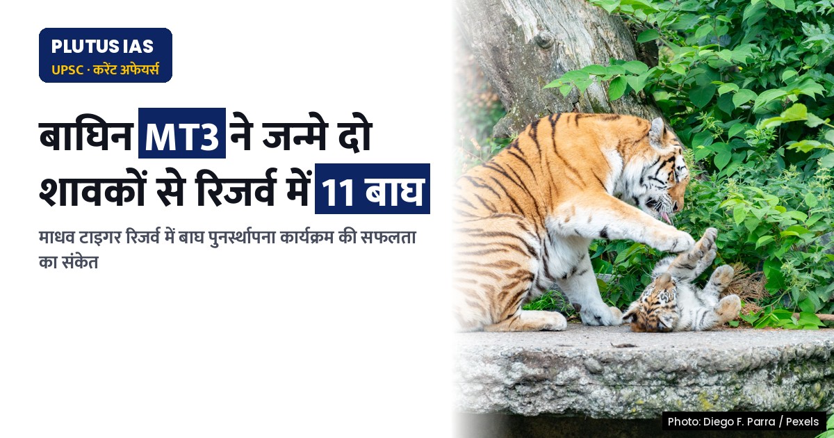 माधव टाइगर रिजर्व में बाघों की संख्या 11 हुई, तीसरी बार गूंजी किलकारी