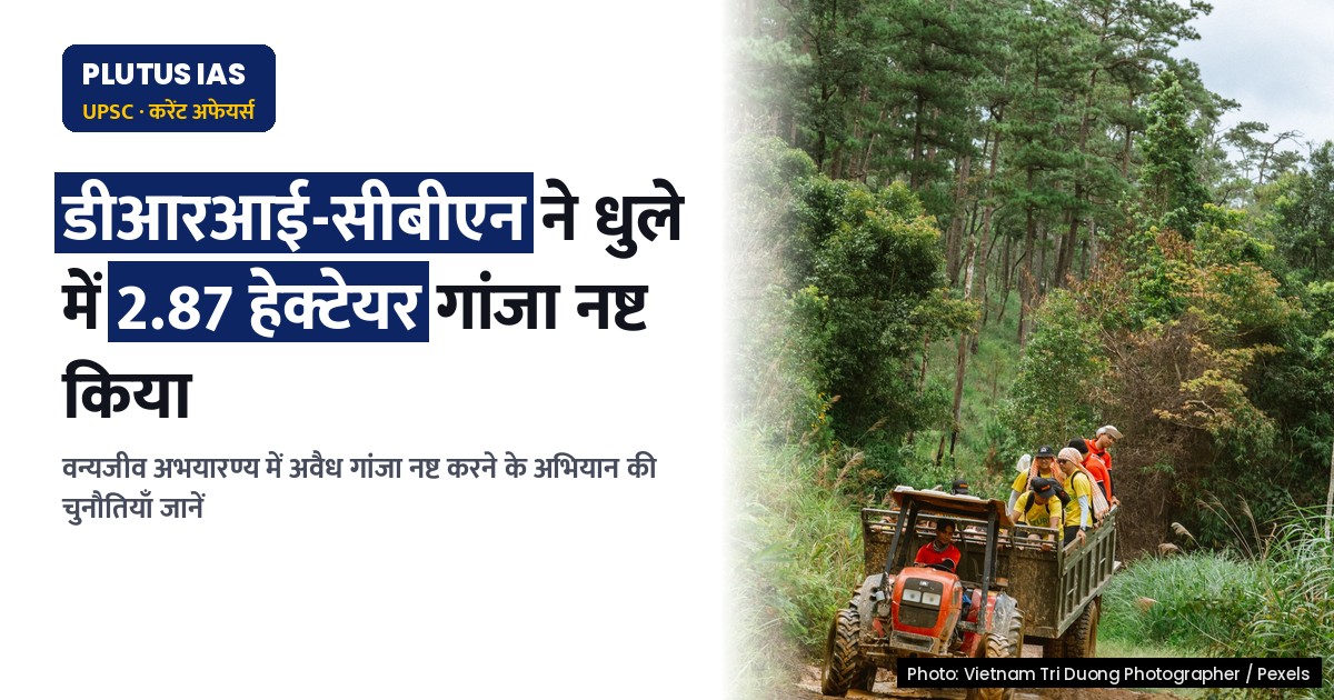 महाराष्ट्र: डीआरआई और सीबीएन ने वन्यजीव अभयारण्य में अवैध गांजा नष्ट किया